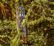 GreatGrayOwl005